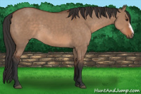 Horse Color:Bay Dun Frame 