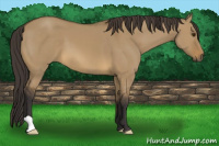 Horse Color:Buckskin Dun 