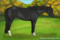 Horse Color:Gray Black 