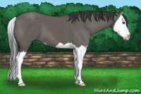 Horse Color:Brown Dun Splash
