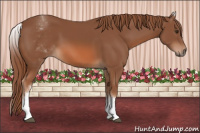 Horse Color:White Spotted Chestnut 