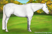 Horse Color:Smoky Creme Appaloosa 