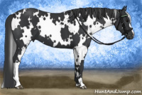 Horse Color:White Spotted Black 