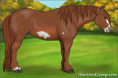 Horse Color: Liver Chestnut Frame 