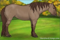 Horse Color:Liver Red Dun 
