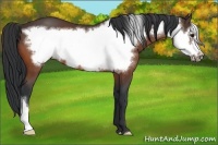 Horse Color:Bay Frame 
