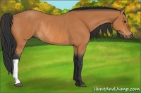 Horse Color:Bay Rabicano 