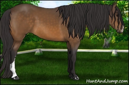 Horse Color:Buckskin 