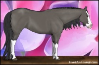 Horse Color:Grullo Splash 