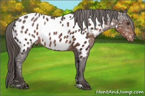 Horse Color: Liver Chestnut Ice Sabino Blanket 