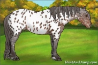 Horse Color:Liver Chestnut Ice Sabino Appaloosa 