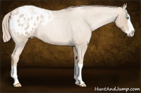 Horse Color:Chocolate Palomino Roan Pearl Sabino Splash Appaloosa 