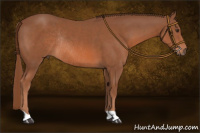Horse Color:Liver Chestnut Rabicano 