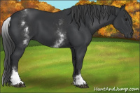 Horse Color:White Spotted Black 