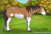 Horse Color:Bay Splash Frame 