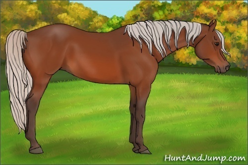 Horse Color: Unknown 