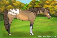 Horse Color:Buckskin Blanket 