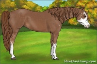 Horse Color:Chestnut Sabino 