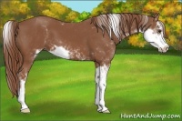 Horse Color:Chestnut Sabino 