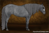 Horse Color:Black Appaloosa Rabicano 