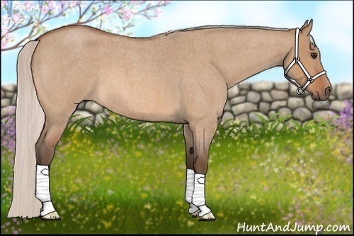 Horse Color:Silver Bay Roan Dun 