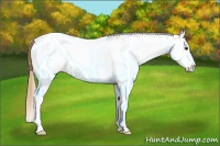 Horse Color:White Spotted Chestnut 