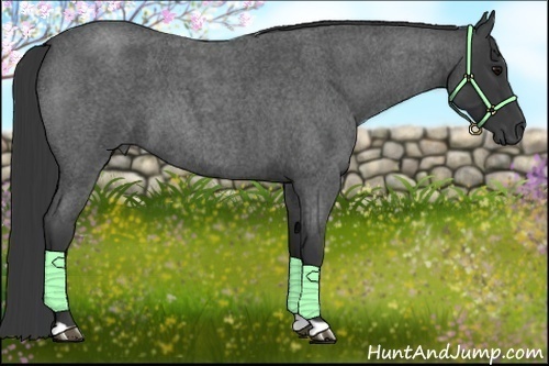 Horse Color:Blue Roan 