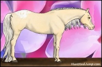 Horse Color:Palomino Appaloosa 