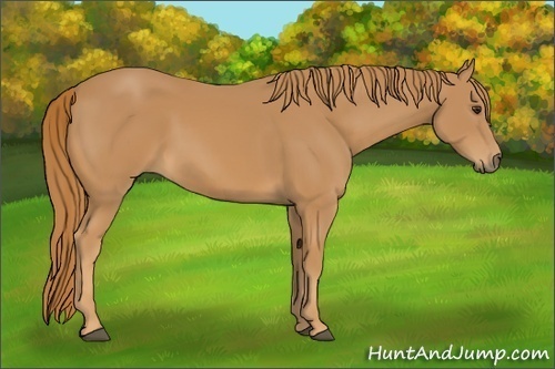 Horse Color: Chestnut 