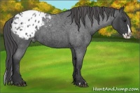 Horse Color:Blue Roan Splash Appaloosa 