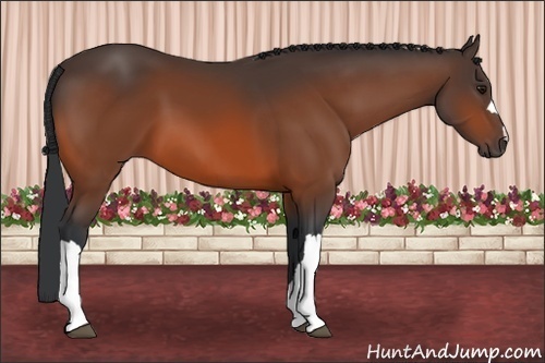Horse Color: Bay 