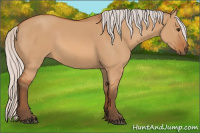 Horse Color:Silver Bay Dun 