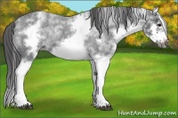 Horse Color:White Spotted Blue Roan Splash Frame Appaloosa 