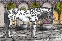 Horse Color:White Spotted Blue Roan Splash Frame Near Leopard 