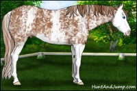 Horse Color:White Spotted Chestnut Splash 