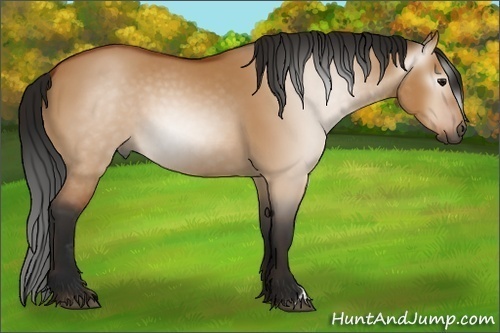Horse Color:Gray Bay Dun 