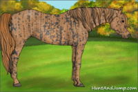 Horse Color:Black Rabicano  Brindle