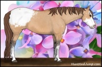 Horse Color:Bay Dun Sabino Snowcap 