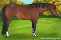 Horse Color:Bay Sabino