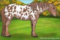 Horse Color:Chestnut Appaloosa