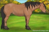 Horse Color:Bay Roan 