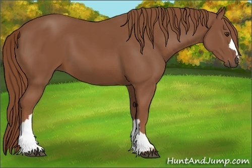 Horse Color: Unknown 