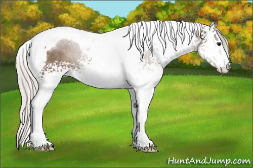 Horse Color: White Spotted Silver Black Tobiano 