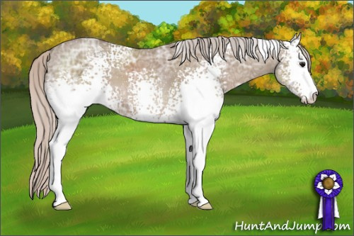 Horse Color: White Spotted Silver Grullo Ice Sabino 