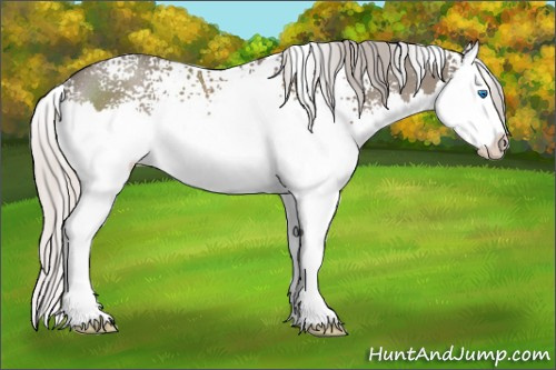 Horse Color: White Spotted Silver Grullo Sabino Splash Rabicano 