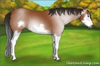 Horse Color:Gray Bay Splash Frame 