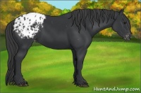 Horse Color:Black Appaloosa