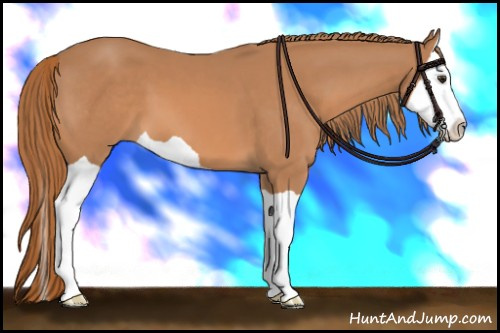 Horse Color: Chestnut Splash 