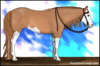 Horse Color:Chestnut Splash