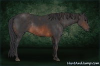 Horse Color:Brown Rabicano Brindle